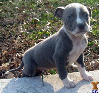 American Pit Bull Puppies for Sale